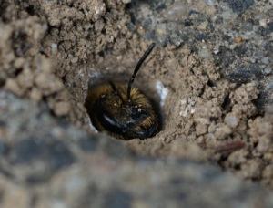 Foto "Blattschneiderbiene": Anke Larro-Jacob